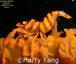 Sea Whip Shrimp..2007/11/11 Xiao Liu Qiu, Taiwan. by Harry Yang 